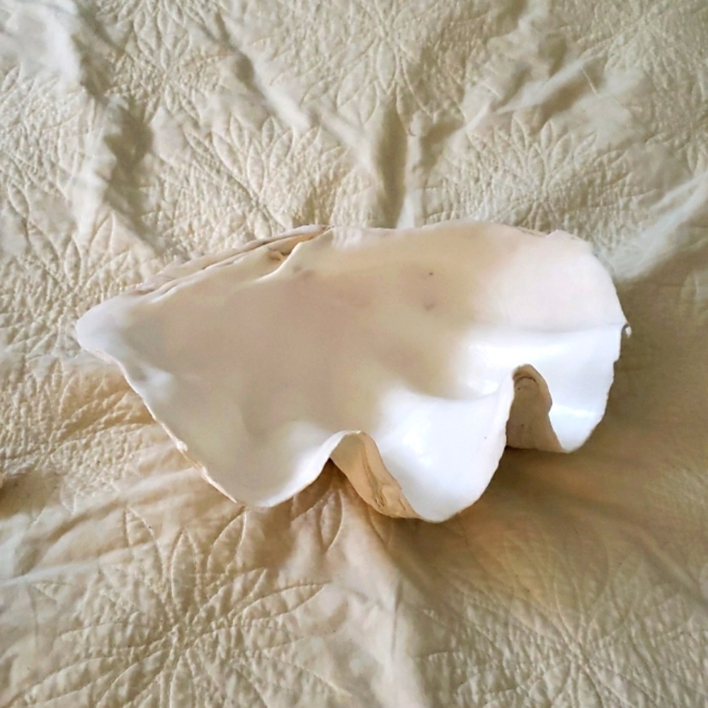 Large sea shell